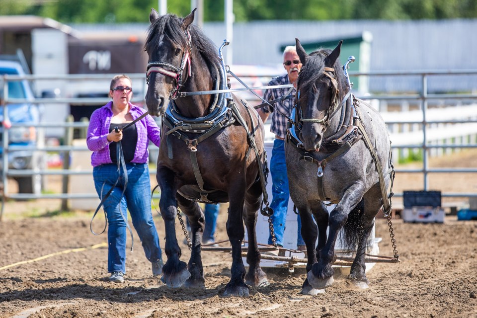 Holly and Stuart Lyster compete with their horses Ike, left, and Omar in the Heavy Horse Pull demonstration during the 2019 Priddis-Millarville Fair on Aug. 17. (BRENT CALVER/Western Wheel)