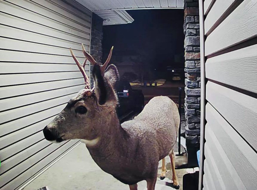 SA-Deer on Porch 0002 web