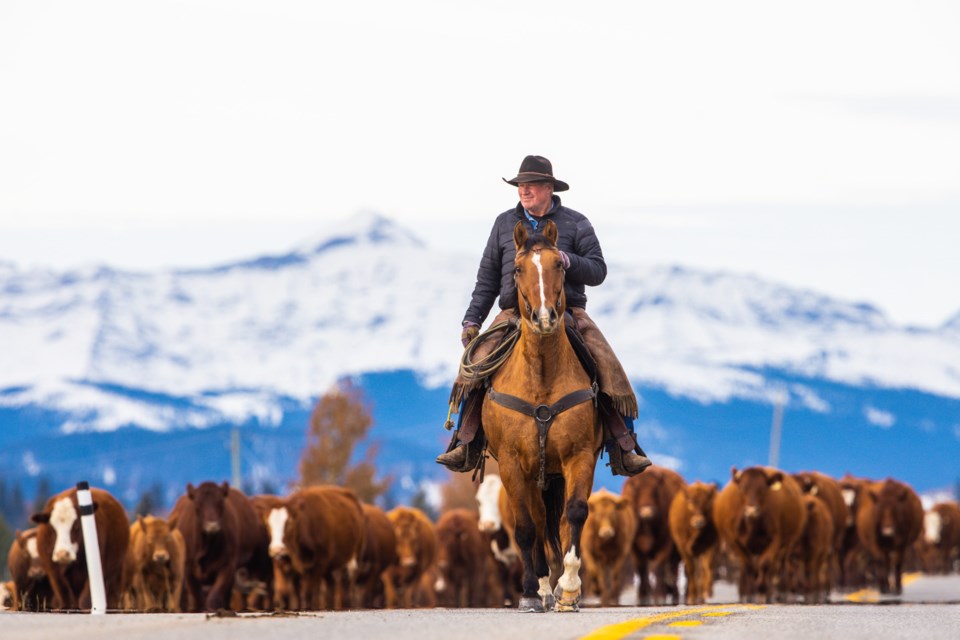 Rancher John Thomson drives his cattle east up Highway 546 back to his ranch on Oct. 15, 2019.