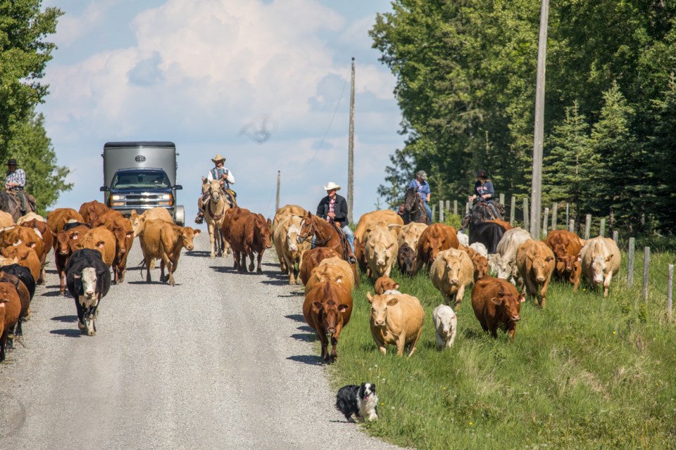 BEEF-Cattle Driving BWC 5973 web