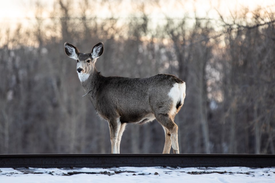 A deer grazes along the railroad tracks near Daggett Street on Feb. 19.