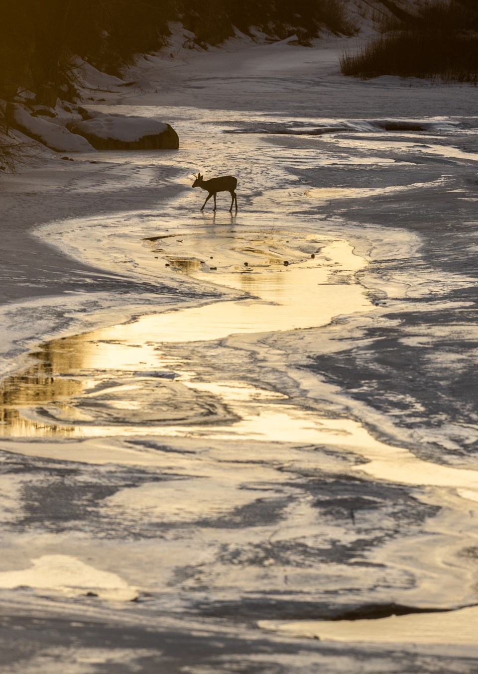 SA-Deer on the River BWC 3954 web