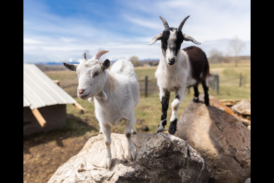 Nick Shipley's goats at Hartell Homestead on May 6. Shipley will be opening up the agri-tourism business on May 15, including a farm and store.