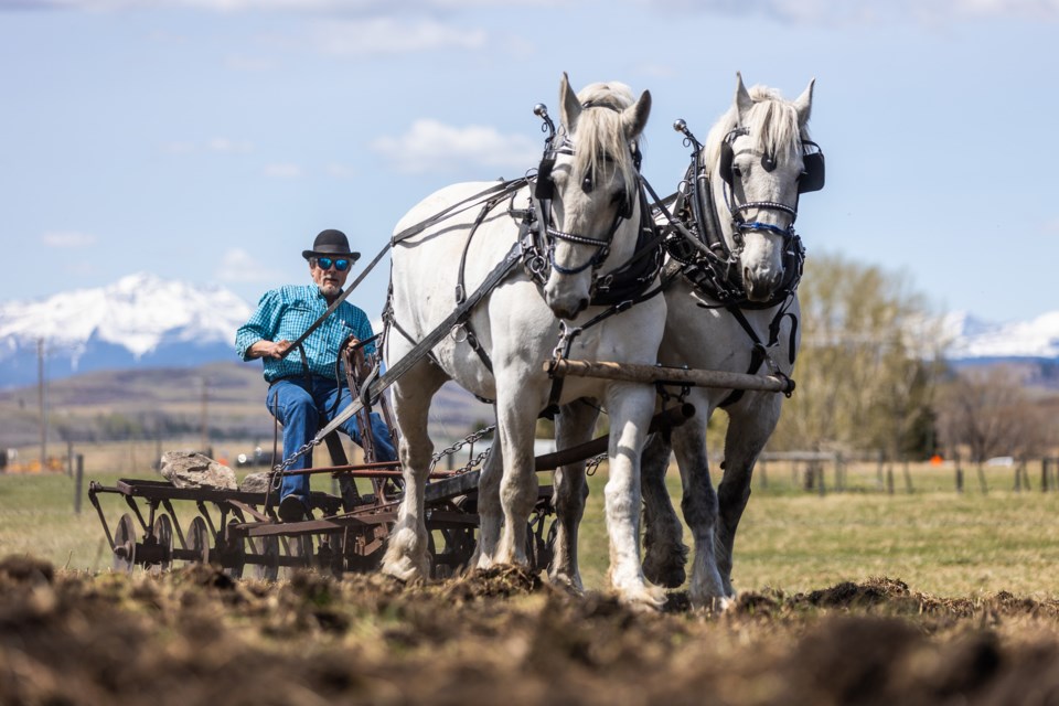 Terry Bailey discs a field for seeding with his Percherons Hank and Pete during a heavy horse demonstration by the Alberta Carriage Supply at the grand opening of Hartell Homestead on May 15. Located at the corner of HWY 543 and HWY 22, the Foothills' first farm store offered locally sourced beef and pork and other artisan goods, as well as a chance for visitors get acquainted with goats, chickens, ducks, and a herd of Highland cattle.