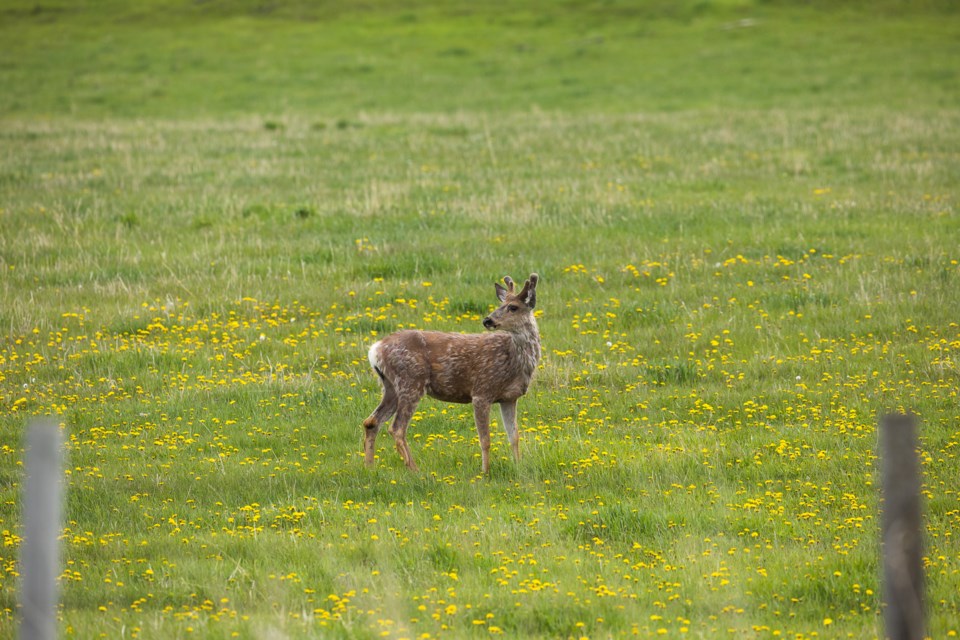 SA-Dandelion Deer BWC 0026 web