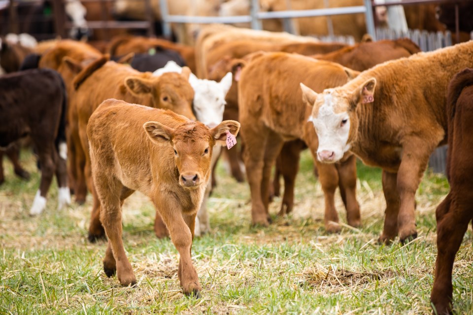 SA-Cattle Branding 01 web