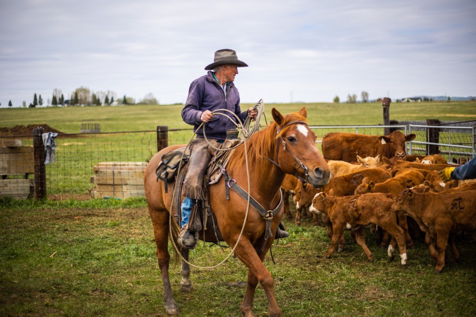 SA-Cattle Branding 02 web