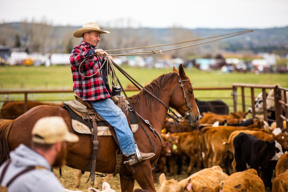 SA-Cattle Branding 04 web