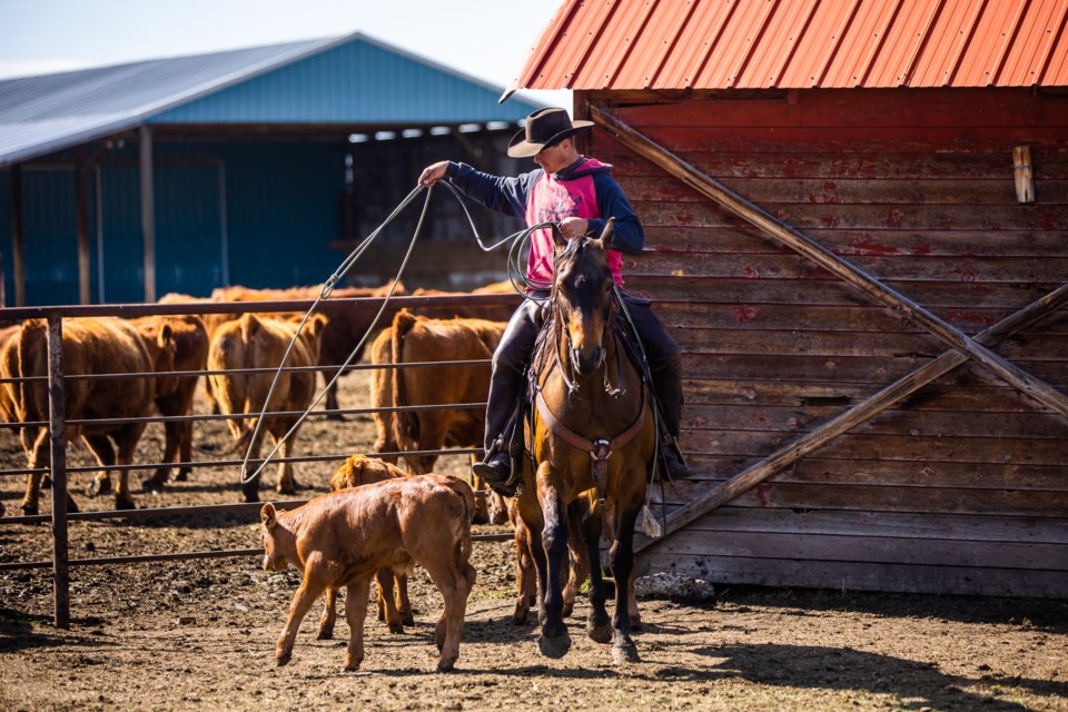 SA-Cattle Branding 05 web