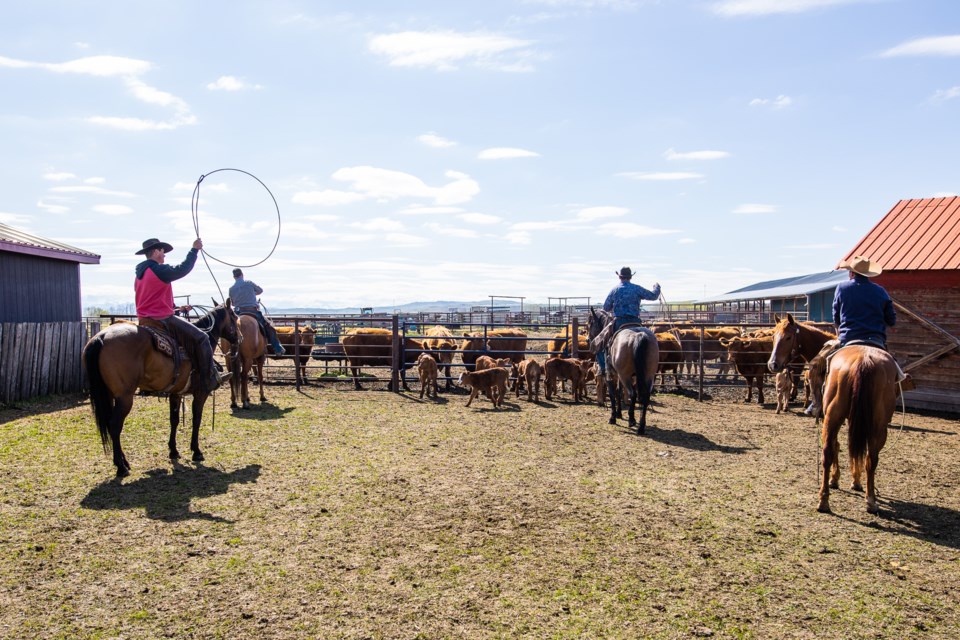 SA-Cattle Branding 06 web