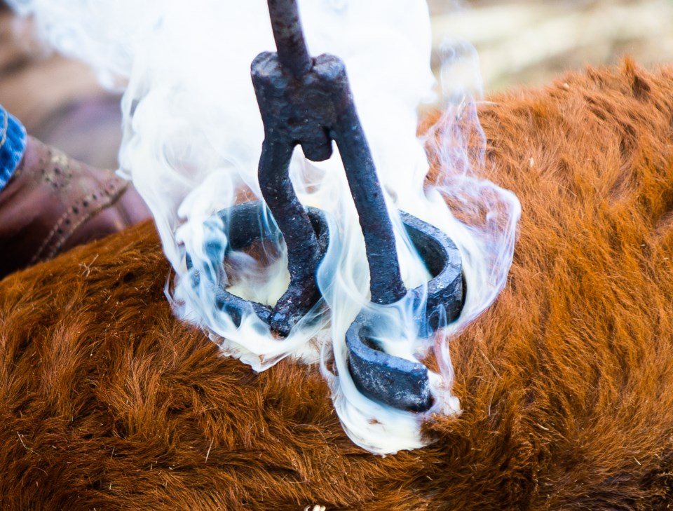 SA-Cattle Branding  10 web