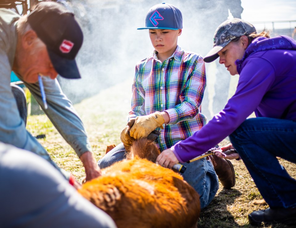 SA-Cattle Branding 11 web