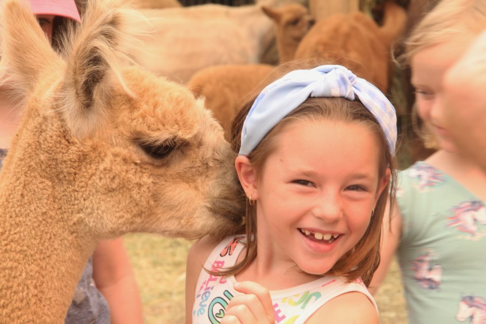 Ava-Lynne Baraniuk is surprised by an alpaca at Prairie Spirit Alpacas during Alberta Open Farm Days on Aug. 14.