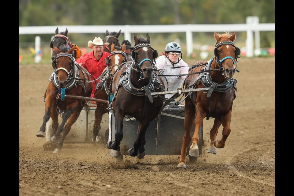Chariot racers fly around the final corner of the Millarville Racetrack during the Millarville Chucks and Chariots event on Sept. 12, 2019.