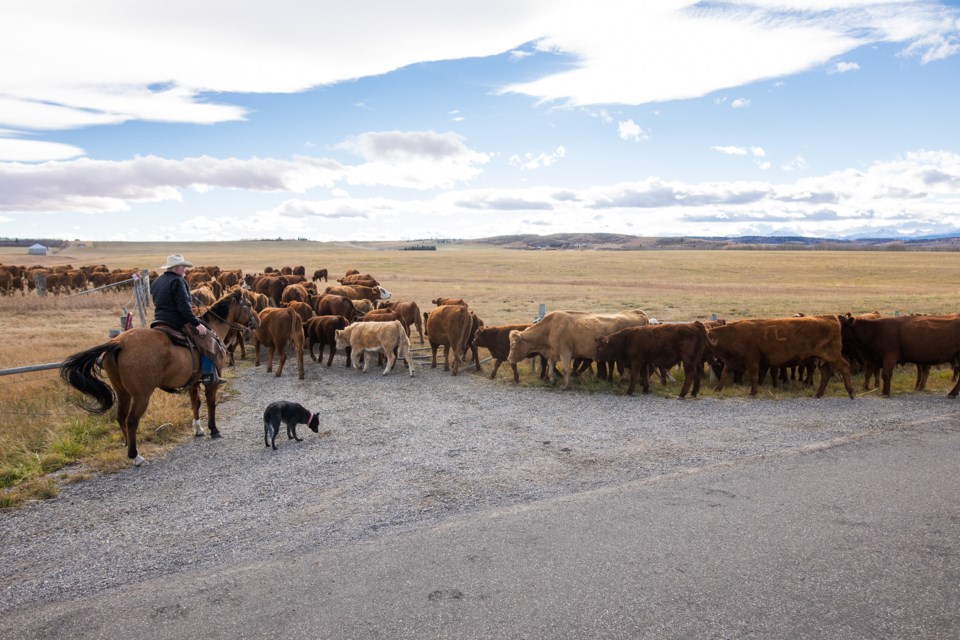 SA-Cattle Drive Fall 2021 BWC 14 web