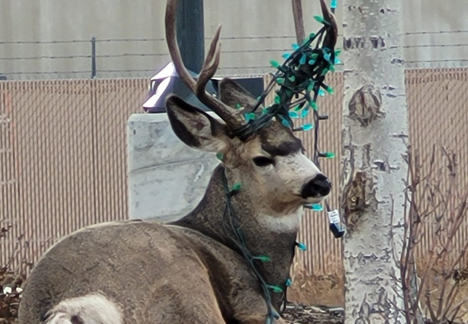 tangled-deer-crop