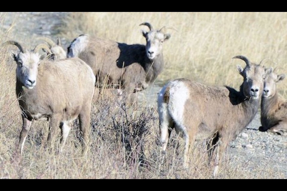 Washington State authorities have now found a mite which results in psoroptes or sheep mange in animal populations in the eastern Okanagan Valley.