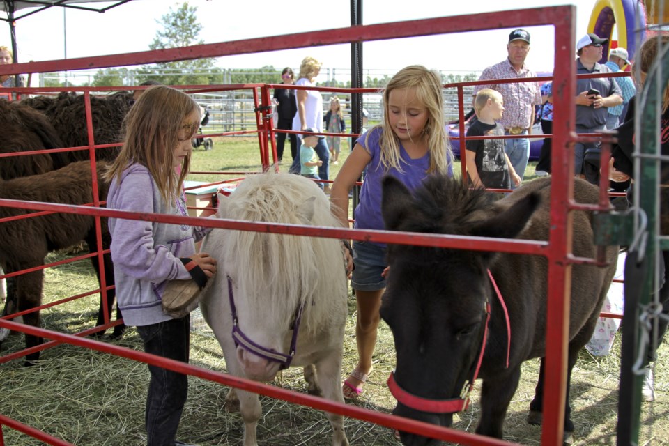 Bretynn Sehlstrom and Emily Selk groom some ponies at the 112th Priddis & Millarville Fair in 2019.(Western Wheel File Photo)