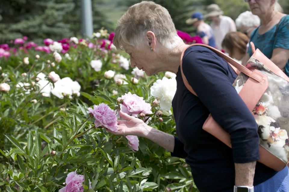 Vivian Whiting enjoys the scent from the peonies at the Christ Church Millarville Flower Festival and tea on July 13. (Bruce Campbell, Western Wheel)