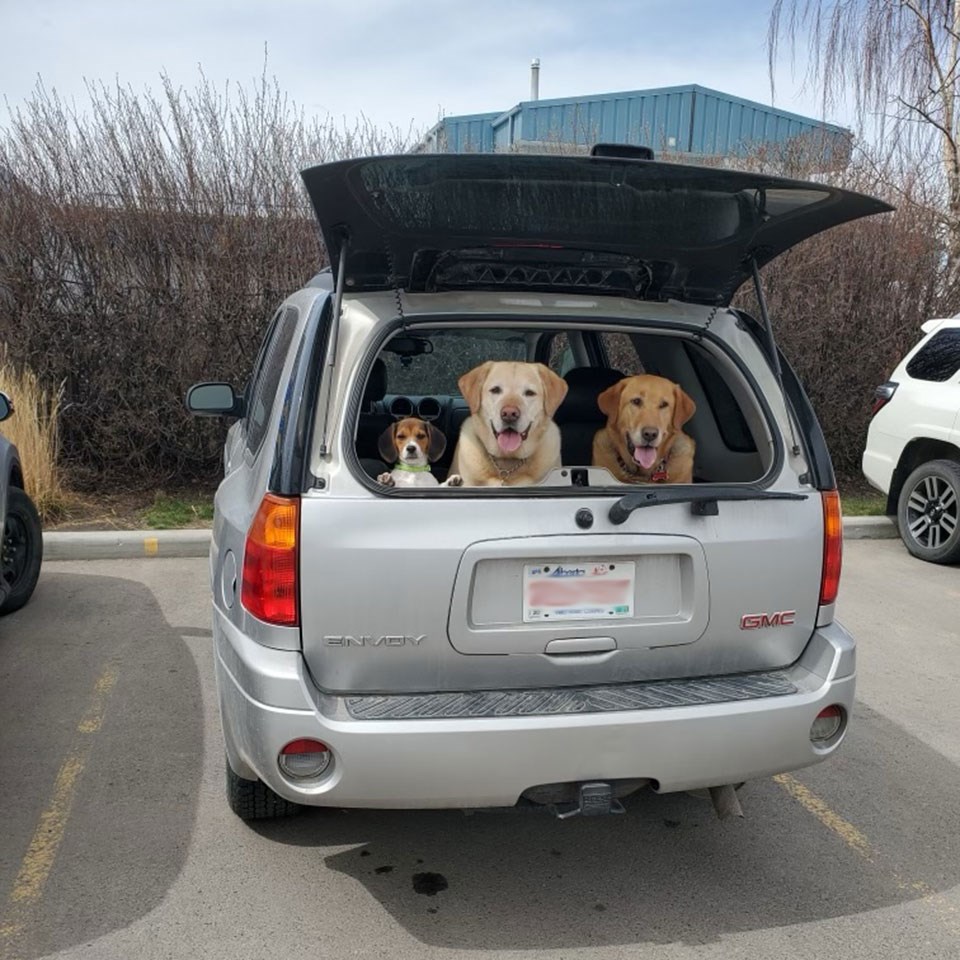 Bibby Home Wellness Vet: Service On-Site
