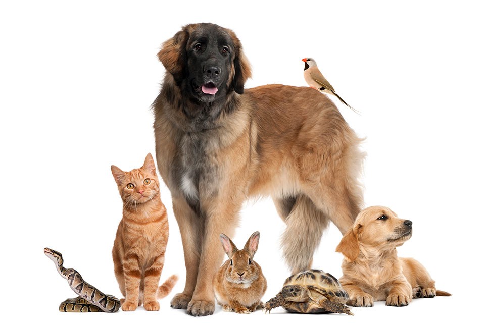 Pet valu brand cat food hotsell