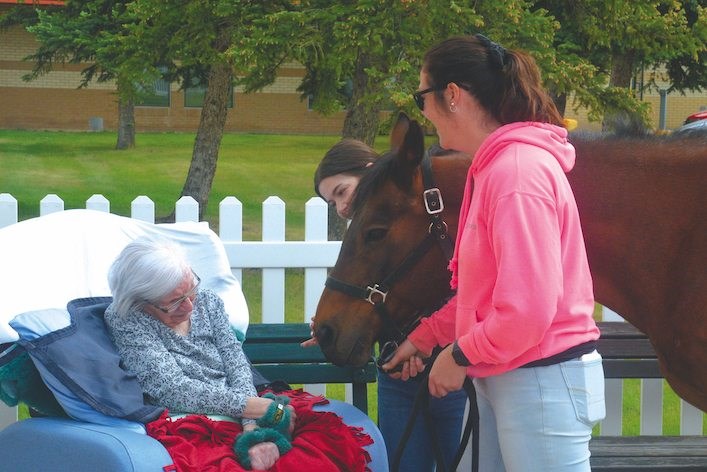 Therapy-Horses2-ic-copy