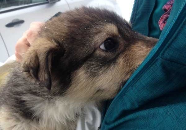 Harry, a puppy that was discovered injured on the side of the road by an Eden Valley woman, was euthanized last week after showing no progress in his condition.