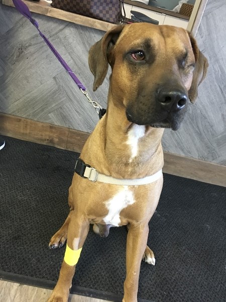 Baayo, a three-year-old Rhodesian ridgeback, shows swollen, red eyes a day after nearly suffocating from being caught in a coyote snare in Okotoks on March 4.
