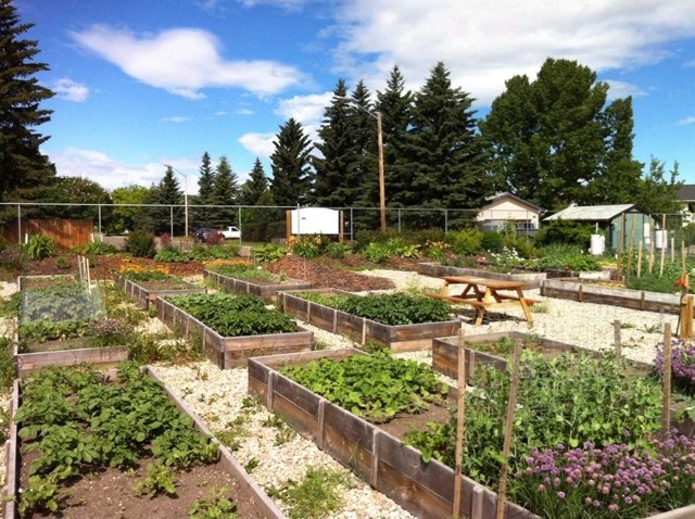 The Diamond Valley community garden provides raised garden plots as well as access to tools, water and communal beds with berries, fruit and herbs. Registration for plots