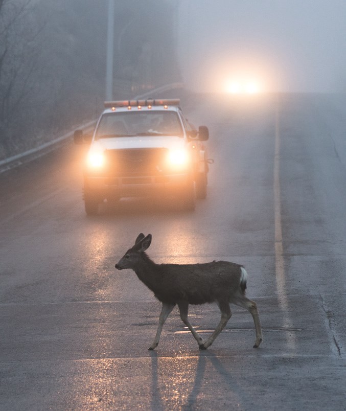 SA &#8211; Deer in Fog
