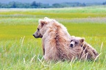 A pair of Alaskan coastal brown grizzly bears captured by the lens of Okotoks photographer Kerry Statham. He is quickly gaining attention for his impressive wildlife shots.