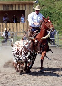 A competitor in the Ranch Rodeo ropes a steer during the popular event at the Bar U Ranch. The Bar U Ranch was named one of the top 10 National Historic Sites in Canada.