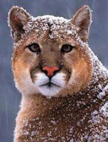The odds of running into a cougar in Okotoks, or any other town, are still low, but the animals are coming into urban areas more often, says U of A biologist Stan Boutin.