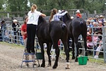 A pair of young competitors groom their steeds in the Bar U Ranch arena during last year&#8217;s Percheron Horse Show on Canada Day. This year the event is a stand alone
