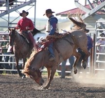 Milllarville&#8217;s Sam Kelts rides Rotten Ralph to an 80.5 and the top ride in the saddle bronc Thursday at the Guy Weadick Memorial Rodeo in High River. His father,