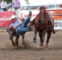 Jonny Webb of Okotoks brings down a steer in 4.0 seconds on Sunday to finish second in the steer wrestling at the Guy Weadick Memorial Rodeo June 23-26 in High River.