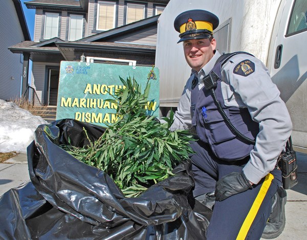 Const. Joel DeGroot of the Okotoks RCMP shows a large garbage bag containing cannabis plants seized from just the basement of the grow-op at 180 Westland St. in Okotoks. RCMP 