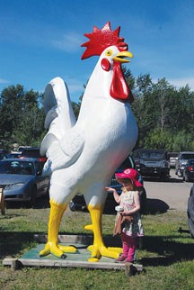 A young Millarville Market visitor rests in the shadow of Reggie the Rooster. The eight-foot-tall, 400 pound metal bird is the most desired prize in this year&#8217;s Priddis 