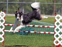 Border Collie Blueye Skye clears a jump during a previous agility demonstration. The canine performance troupe will be a feature attraction at Turner Valley Dog Days in