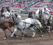 High River Chuckwagon driver Bryan Mayan works his wagon around the starting barrels at the Calgary Stampede last year. Mayan missed qualifying for World Professional