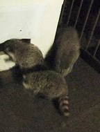 A pair of raccoons on the deck of Foothills MD Coun. Suzanne Oel&#8217;s porch in 2010. Oel is concerned exterminators from Calgary are dropping the nuisance animals off in