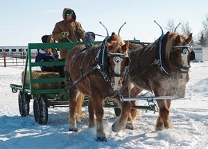 year roots farming fest honour winter rides okotoks wagon winterfest drawn horse activities many were fun last family just okotokstoday