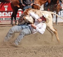 Black Diamond steer wrestler Lee Graves, here pulling down a steer to win the 2010 Calgary Stampede, plans to go to the Cayman Islands for stem cell surgery for an injured