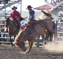 Millarville cowboy Sam Kelts comes out of the chutes at the 2011 Guy Weadick Rodeo in High River. Kelts won&#8217; t be competing in High River this year as it has switched