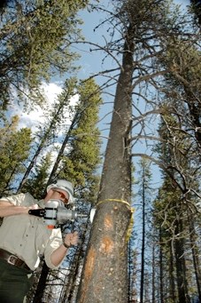 A worker conducts mortality survey work on a pine tree to detect the surival rate of the pine beetle from over the winter.