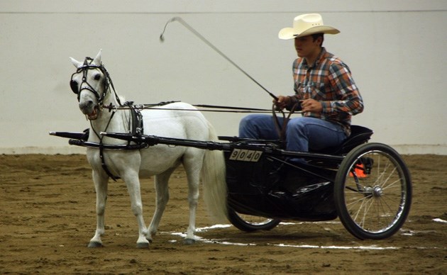 Blue does a 360 degree as he pivots around driver Tyler Steel at the Calgary Stampede miniature horse youth obstacle driving competition at the Calgary Stampede on July 10.