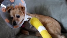 Chaya recuperates after her surgery. Okotoks Pound Rescue footed the $4,000 bill and are now asking for the public&#8217;s help to recuperate the money.