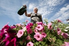Theresa Patterson waters flowers days before the Christ Church Millarville&#8217; s Flower Festival, which takes place July 19 and 20. This year marks the 52nd year for the