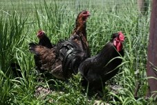 Five residents have been approved to participate in the year-long backyard hen pilot project in both Turner Valley and Black Diamond, starting on Aug. 1.