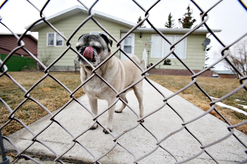 Black Diamond council changed its animal control bylaw to allow three dogs per household, and eliminated its special license for a third and fourth dog.